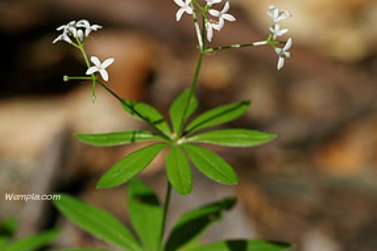 Szagos müge (Galium odoratum (L.) Scop.)