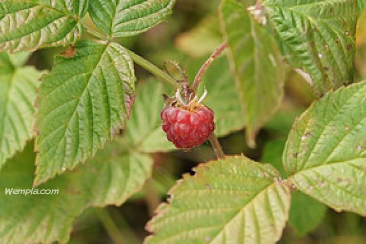 Erdei málna (Rubus idaeus L.)