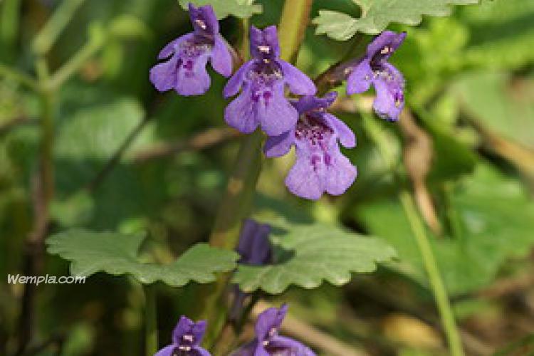 Ground-ivy (Glechoma hederacea L.)