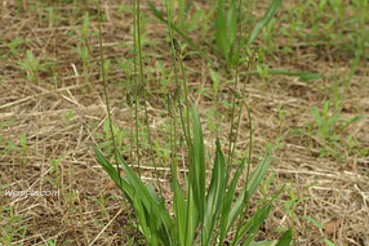 Lándzsás útifű (Plantago lanceolata)