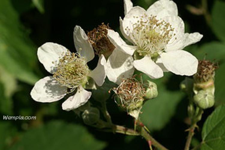 Vadszeder (Rubus fruticosus)