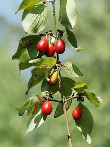 Cornelian cherry preserve
